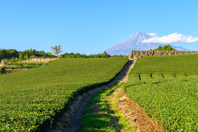 Scenic view of agricultural field against clear sky