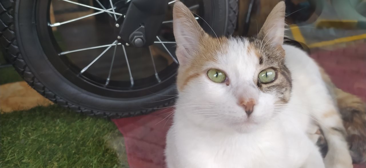 PORTRAIT OF CAT LOOKING AT CAMERA