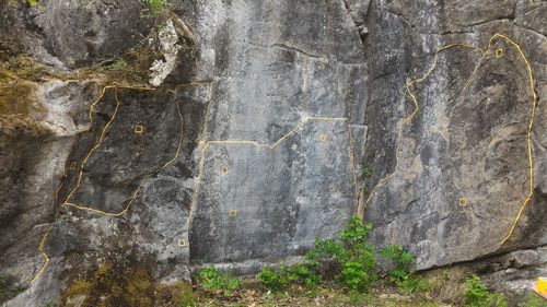 Moss growing on rock