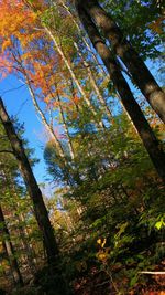 Low angle view of trees in forest