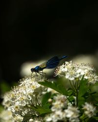 Close-up of butterfly pollinating on flower