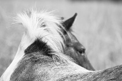 Close-up of a horse