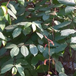 High angle view of leaves growing on plant