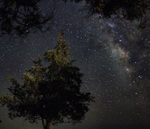 Low angle view of trees against sky at night