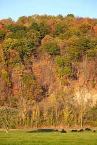 Scenic view of trees on landscape during autumn