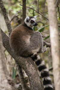 Close-up of monkey sitting on tree