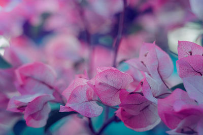 Close-up of pink hydrangea flowers