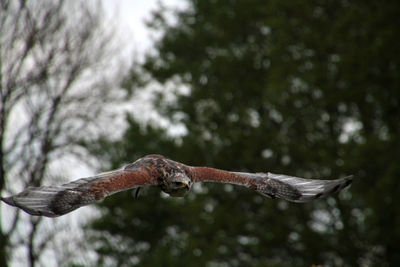 Falcon flying against trees