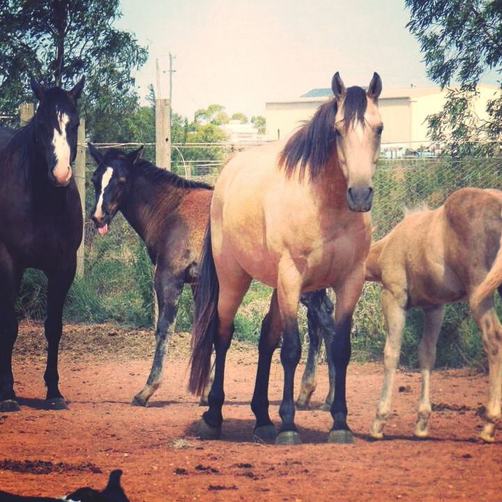 animal themes, domestic animals, mammal, one animal, livestock, horse, tree, low angle view, fence, herbivorous, day, outdoors, two animals, brown, working animal, no people, animal head, zoology, animal pen, nature