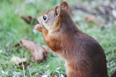 Close-up of squirrel on rock