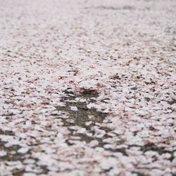 Full frame shot of leaves