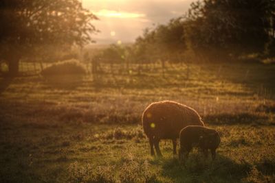 Horse grazing in field during sunset