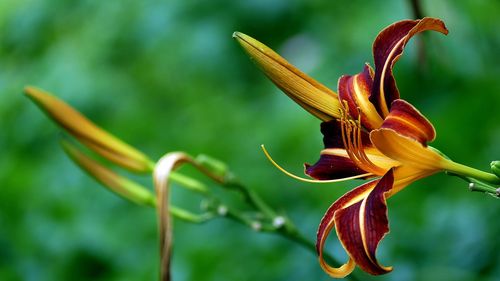 Close-up of day lily on plant