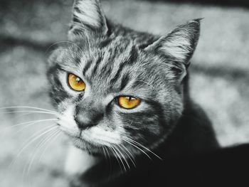 Close-up portrait of cat