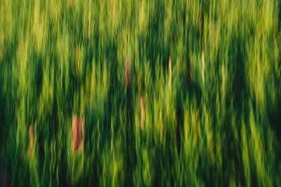 Full frame shot of green leaf