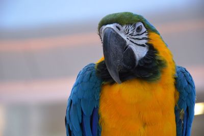 Close-up of a parrot