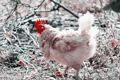 View of a bird on field