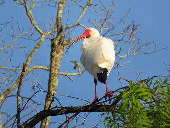 Low angle view of bird perching on tree