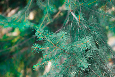 Close-up of pine tree during winter