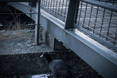 High angle view of bird perching on window