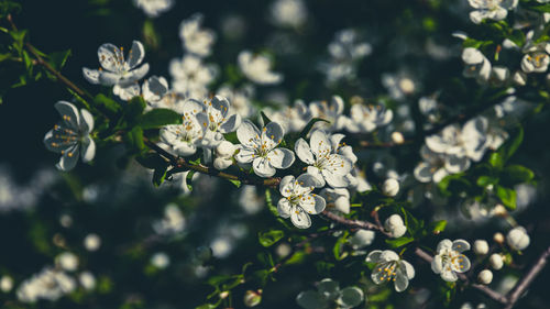 Close-up of white flowering plant