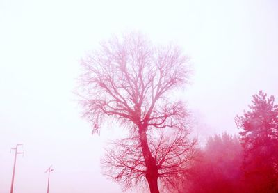 Low angle view of bare tree against clear sky