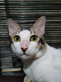 Close-up portrait of cat