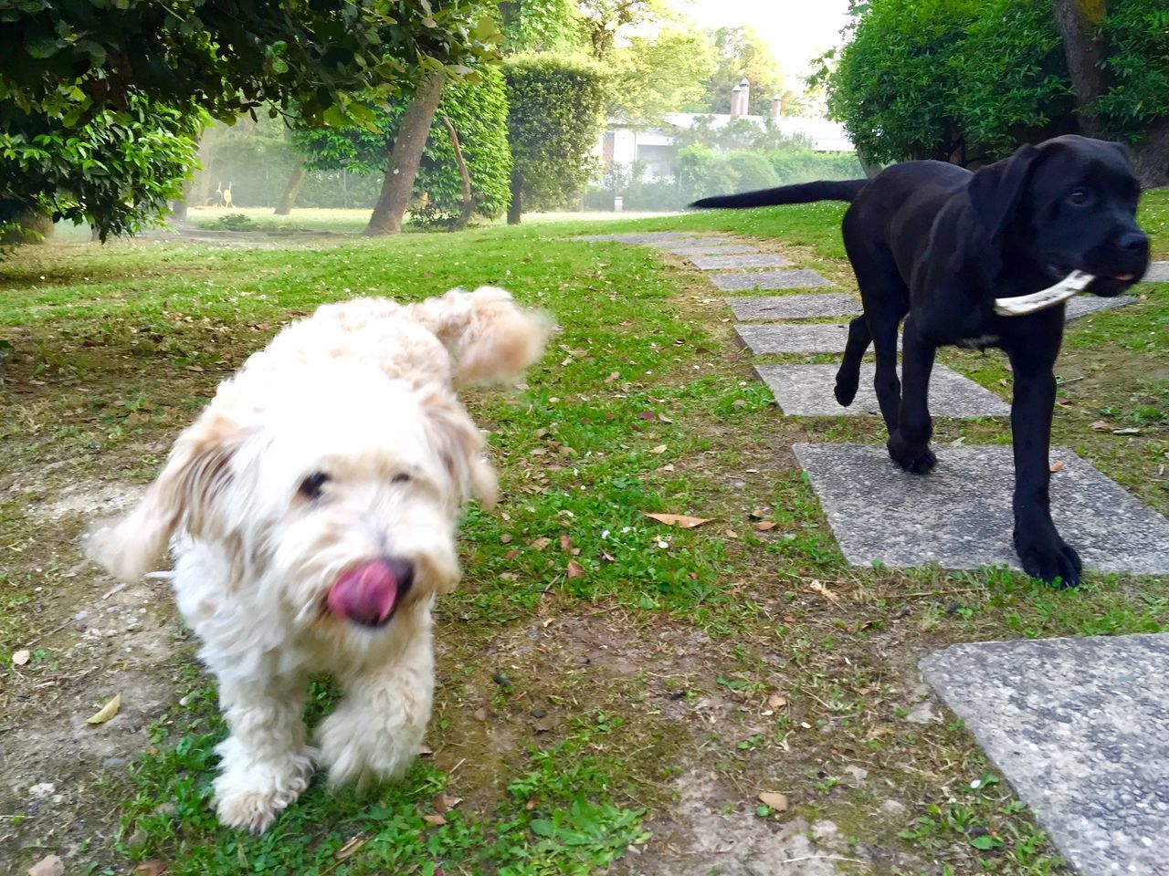 domestic animals, pets, dog, animal themes, mammal, one animal, grass, two animals, field, looking at camera, portrait, standing, day, outdoors, pet collar, no people, zoology, park - man made space, grassy, sticking out tongue