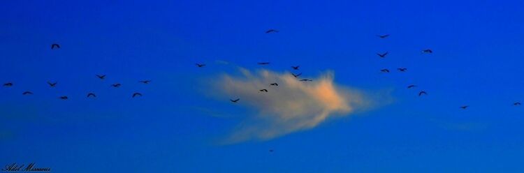 LOW ANGLE VIEW OF BIRDS IN SKY