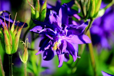 Close-up of purple flowers