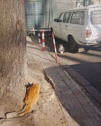 Cat sitting in a car