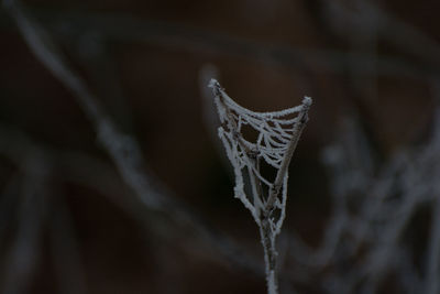 Close-up of spider on web