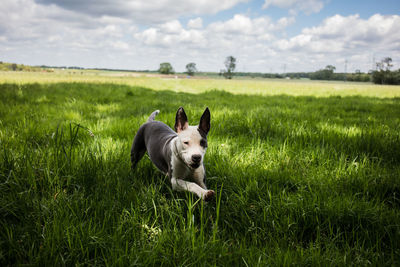 View of a dog on field