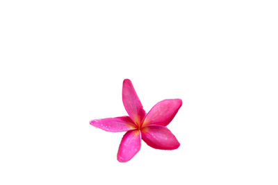 Close-up of pink flower over white background