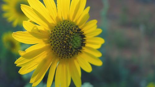 Close-up of yellow flower