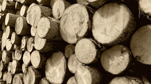 Full frame shot of logs in forest