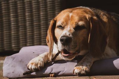 Close-up of dog resting