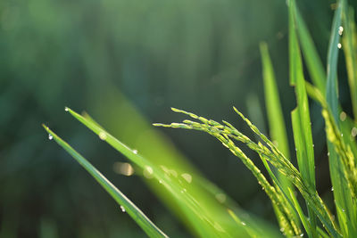 Close-up of wet grass on field