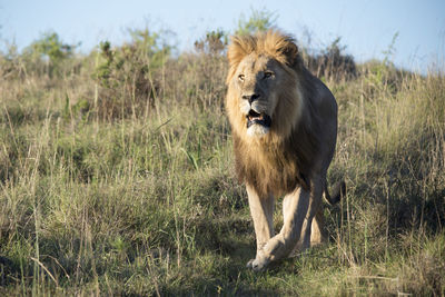 Lion on field