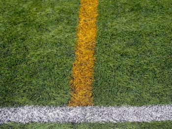 High angle view of yellow flowers on field