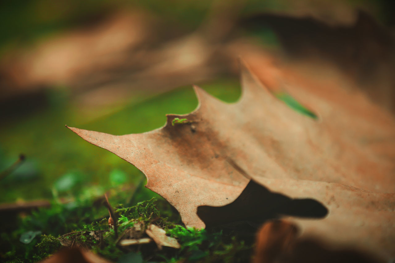 Autumn Beautiful Beautiful Nature Dried Leaves Growth Ivy Leaves Nature Plant Beauty In Nature Blooming Blossom Bokeh Change Floor Flower Fruit Garden Ivy Ivy Leaf Leaf Vein Leaves Outdoors Season  Selective Focus Spring