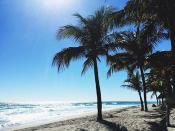 Palm trees on beach against sky