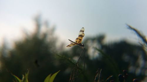 Close-up of insect on plant against sky