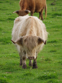 Cows on a westphalian meadow