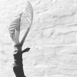 Rear view of person holding leaf against wall