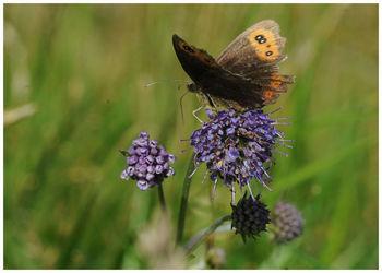 Butterfly on flower