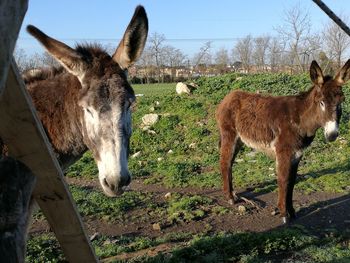 Horses standing in a field