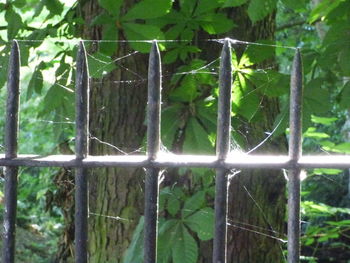 Close-up of plants against trees