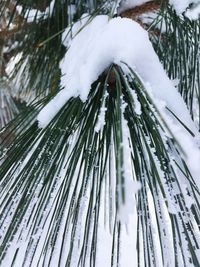 Close-up of snow on branch