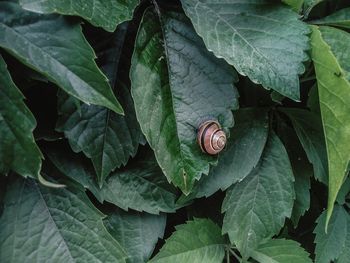 Close-up of snail on plant